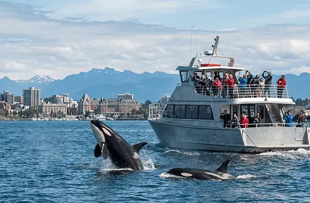 ビクトリアで人気のホエールウォッチングとシャチ