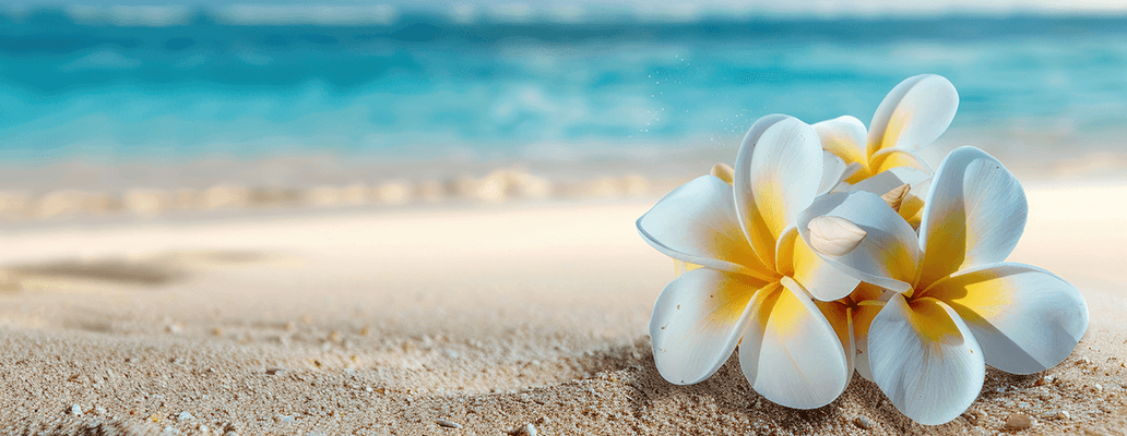 ハワイ留学のプラン | 砂浜に咲くプルメリアの花と青い海の風景