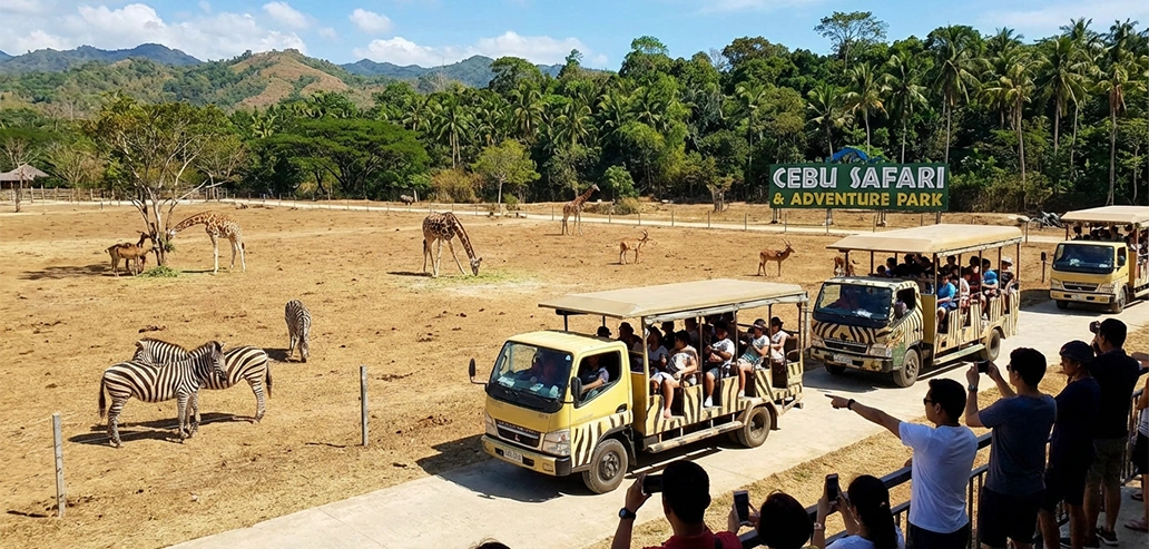 サファリパークで野生動物を見学する観光客と車両