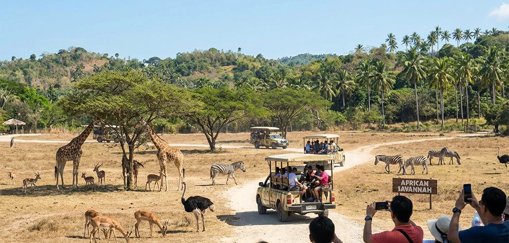 広大な敷地で暮らす動物たちを観察するサファリツアー
