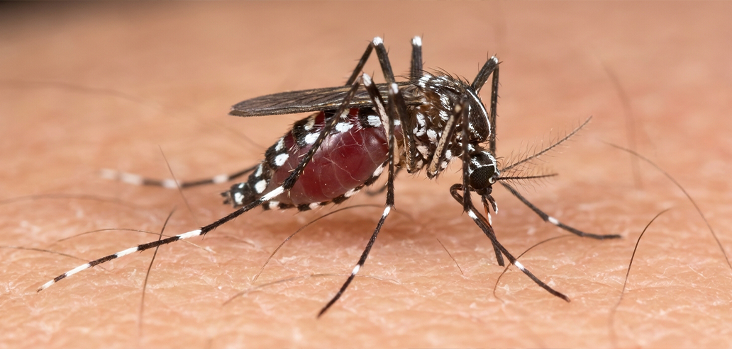 フィリピンで注意が必要な蚊と感染症対策のイメージ