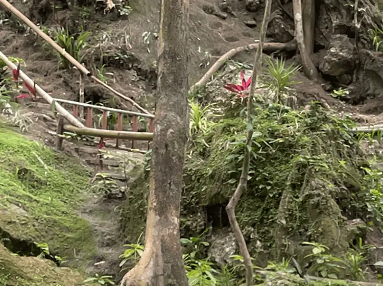 緑の植物と木製手すりがある屋外の自然な岩場と土の斜面