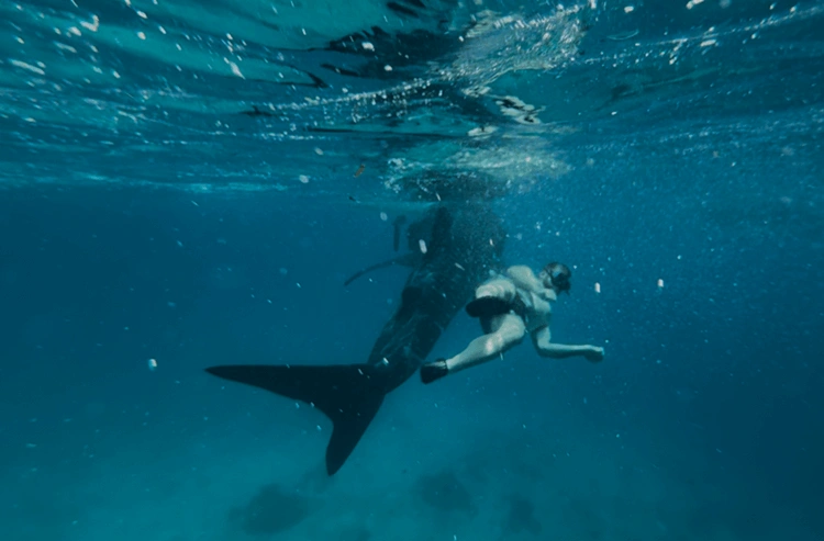 木陰から見た青い海と空、砂浜の波打ち際に複数のボートが停泊している自然の景色