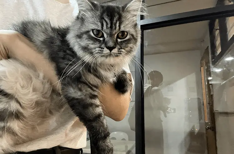 滞在先の宿舎で出迎えてくれたサバトラ猫