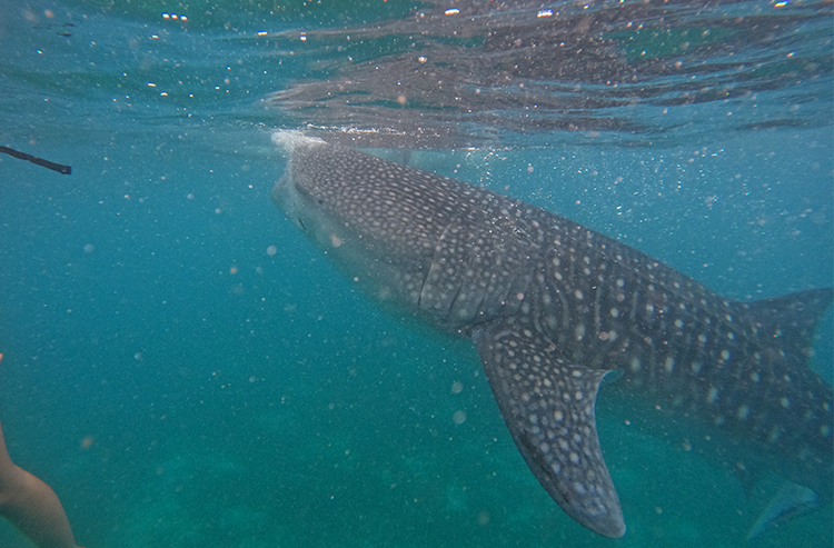 透明な海中を泳ぐジンベエザメ、白い斑点模様が特徴的な大型の海洋生物