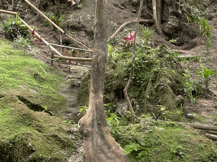 緑の植物と木製手すりがある屋外の自然な岩場と土の斜面